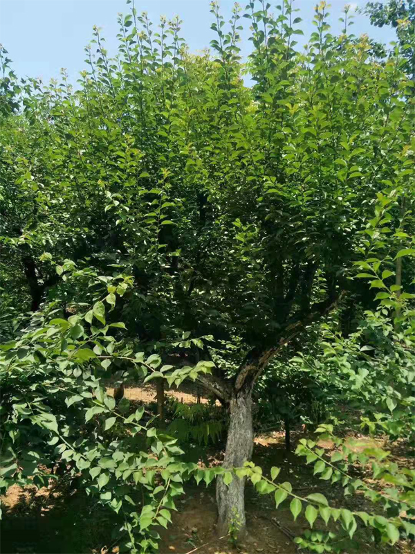 10-30ּ޽Ӽt÷