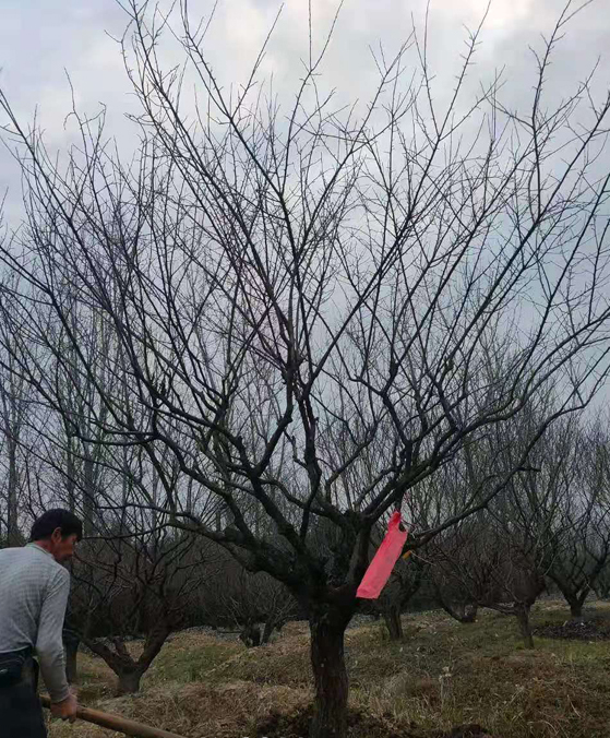 LdС˼t÷Nֲ18־Ʒt÷_ʼȡl؛