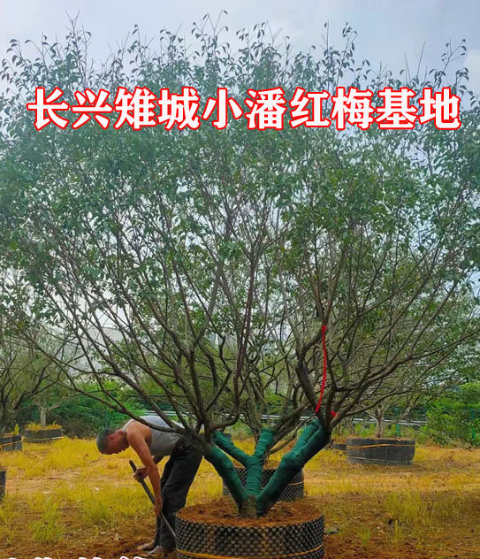 xt÷h(yun)f(wn)Ʒa(chn)Ӱ^(q)